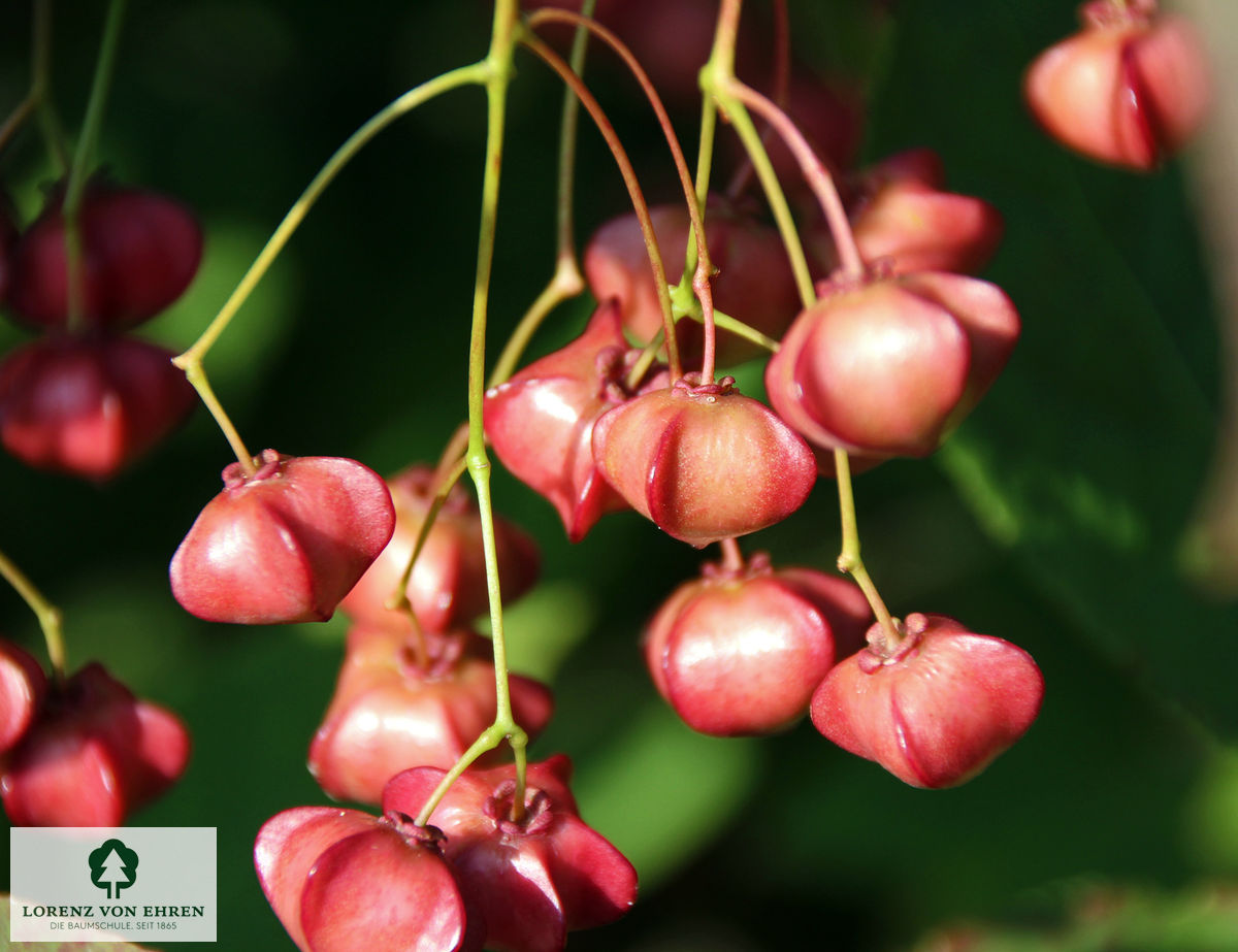 Euonymus planipes