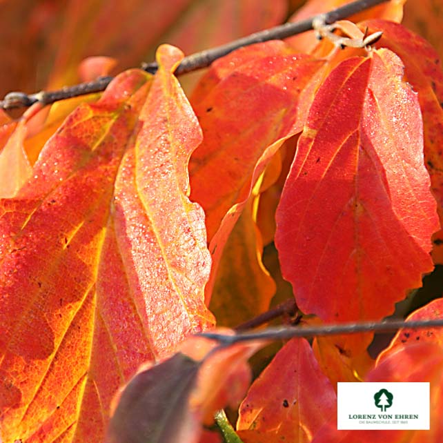 Parrotia persica Unikat