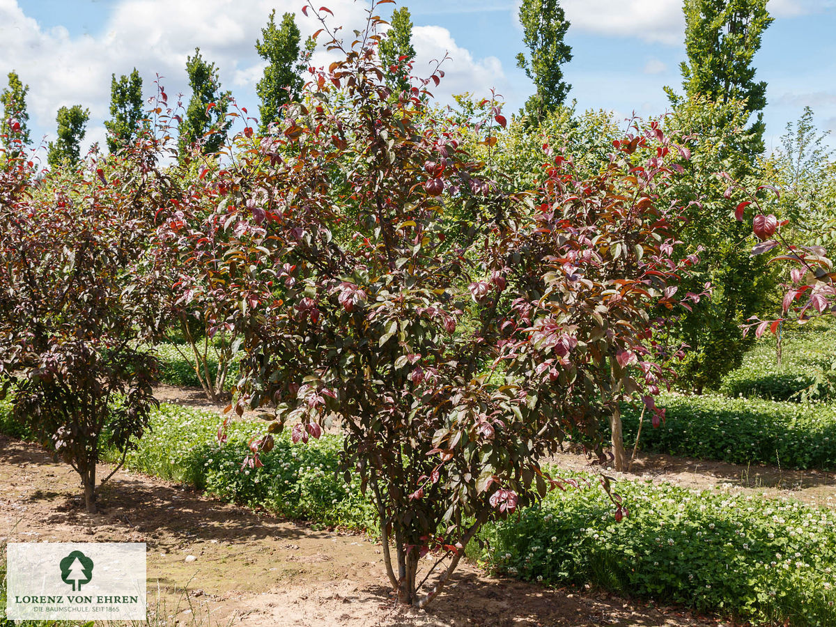 Malus 'Coccinella'