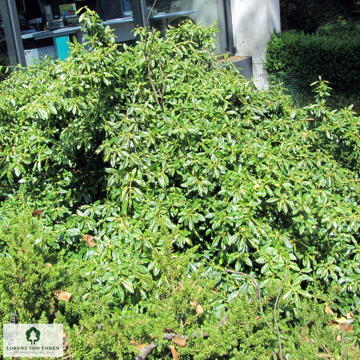 Euonymus fortunei 'Sunspot'