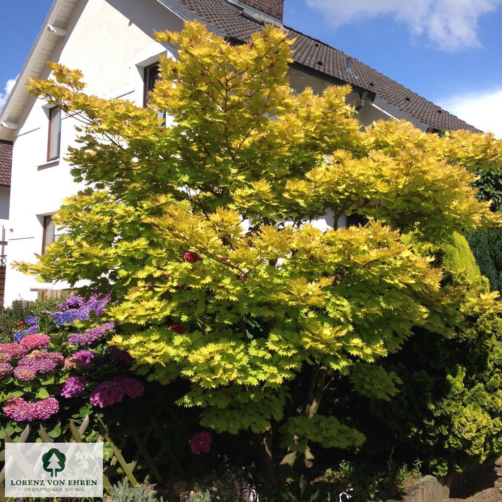 Acer shirasawanum 'Aureum'