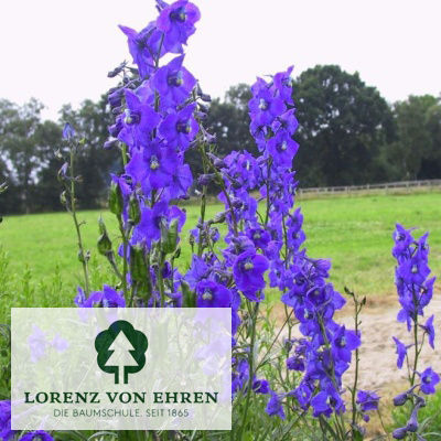 Delphinium belladonna 'Piccolo'