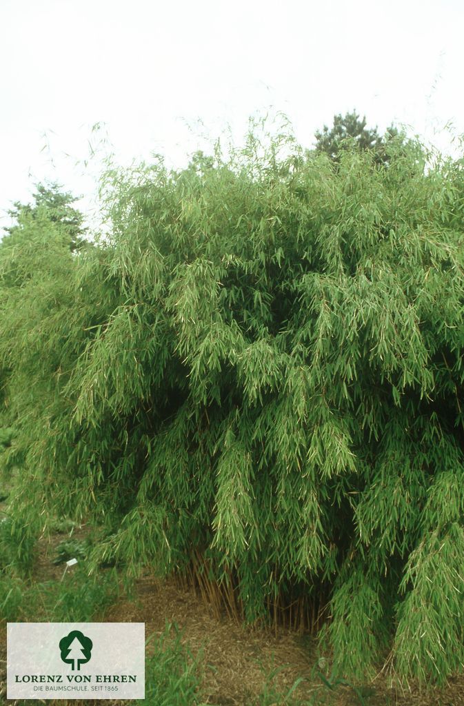 Fargesia murielae