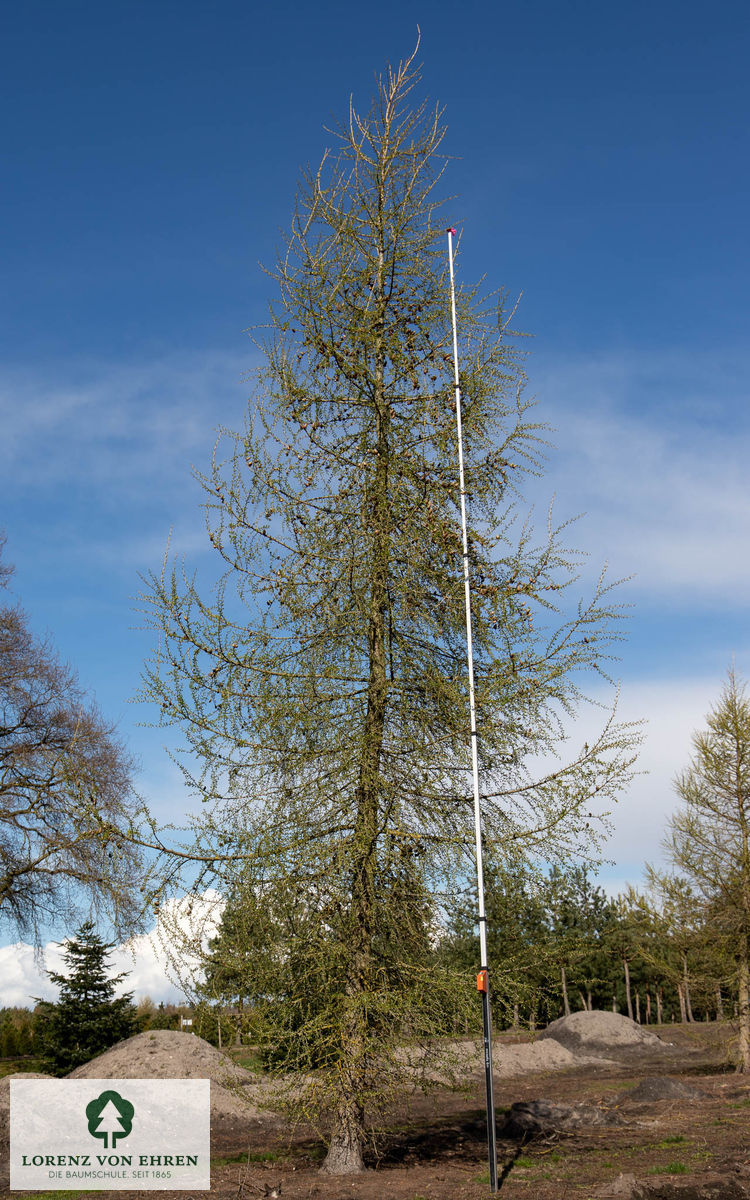 Larix decidua