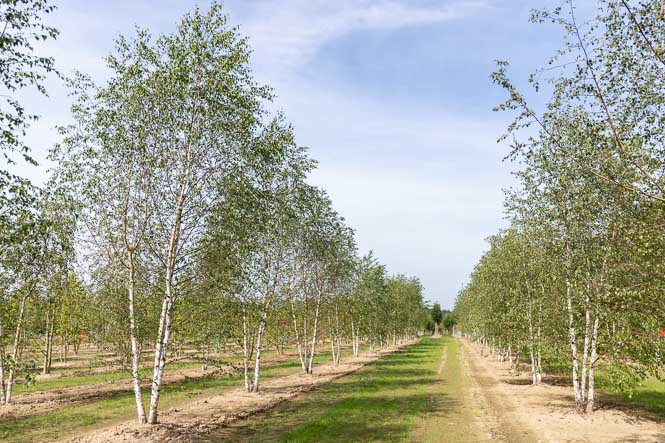 Malerische mehrstämmige Birken