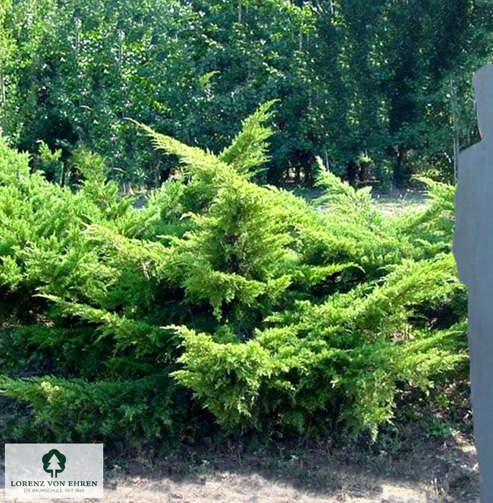 Juniperus media 'Pfitzeriana'