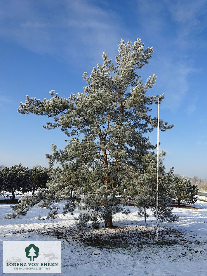 Eine große Pinus sylvestris im Winder 