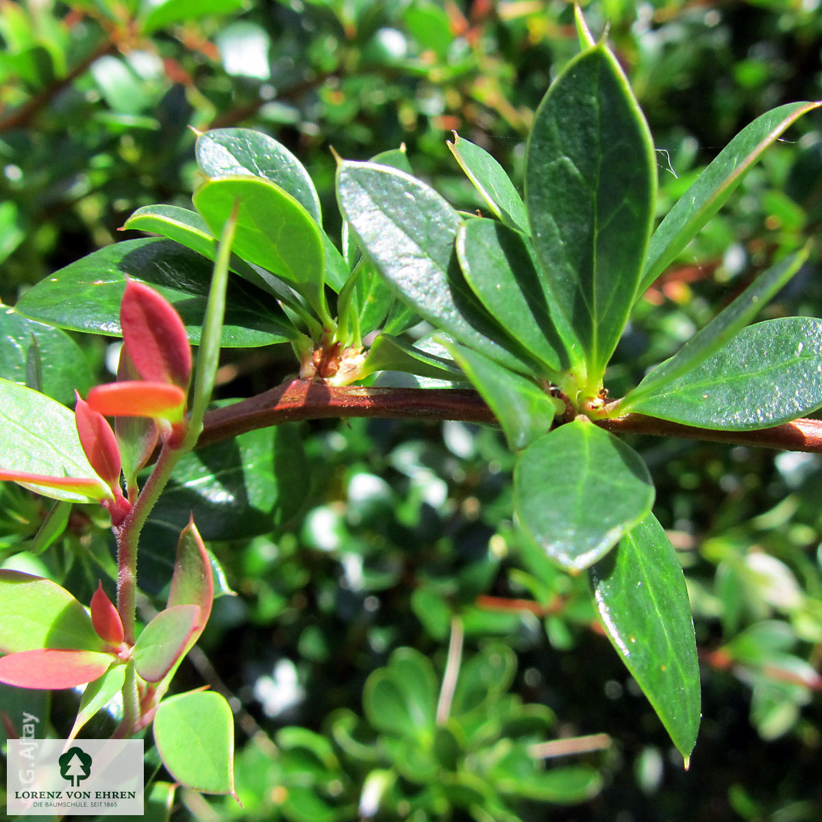 Berberis buxifolia 'Nana'