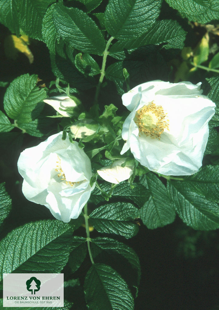 Rosa rugosa alba