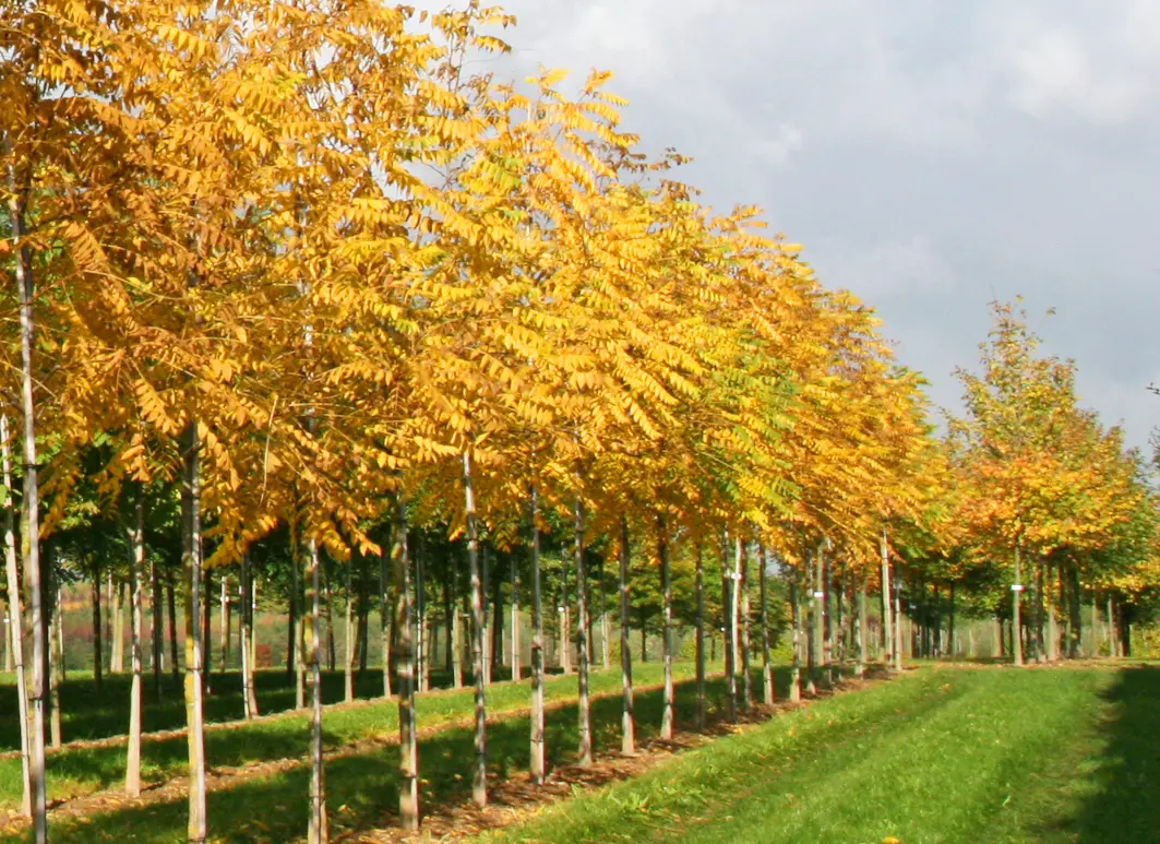 Entdecken Sie die vielfältigen Möglichkeiten der Schwarznussbäume. Von der robusten Natur bis zur beeindruckenden Herbstfärbung.
