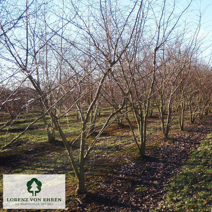 Prunus 'Okame'