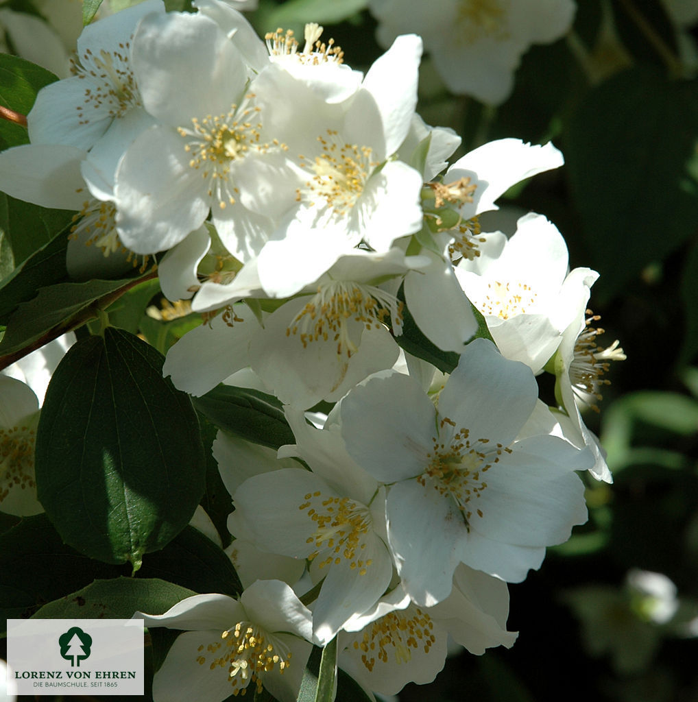 Philadelphus 'Dame Blanche'