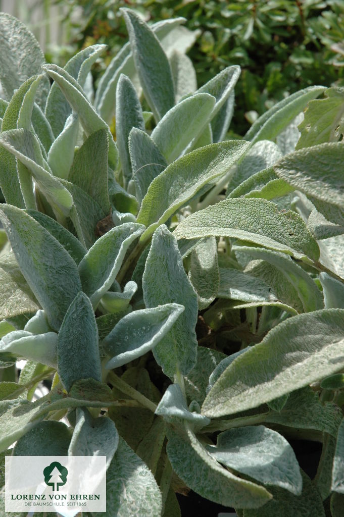 Stachys byzantina 'Silver Carpet'