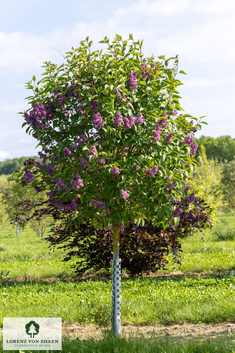 Syringa vulgaris 'Charles Joly'