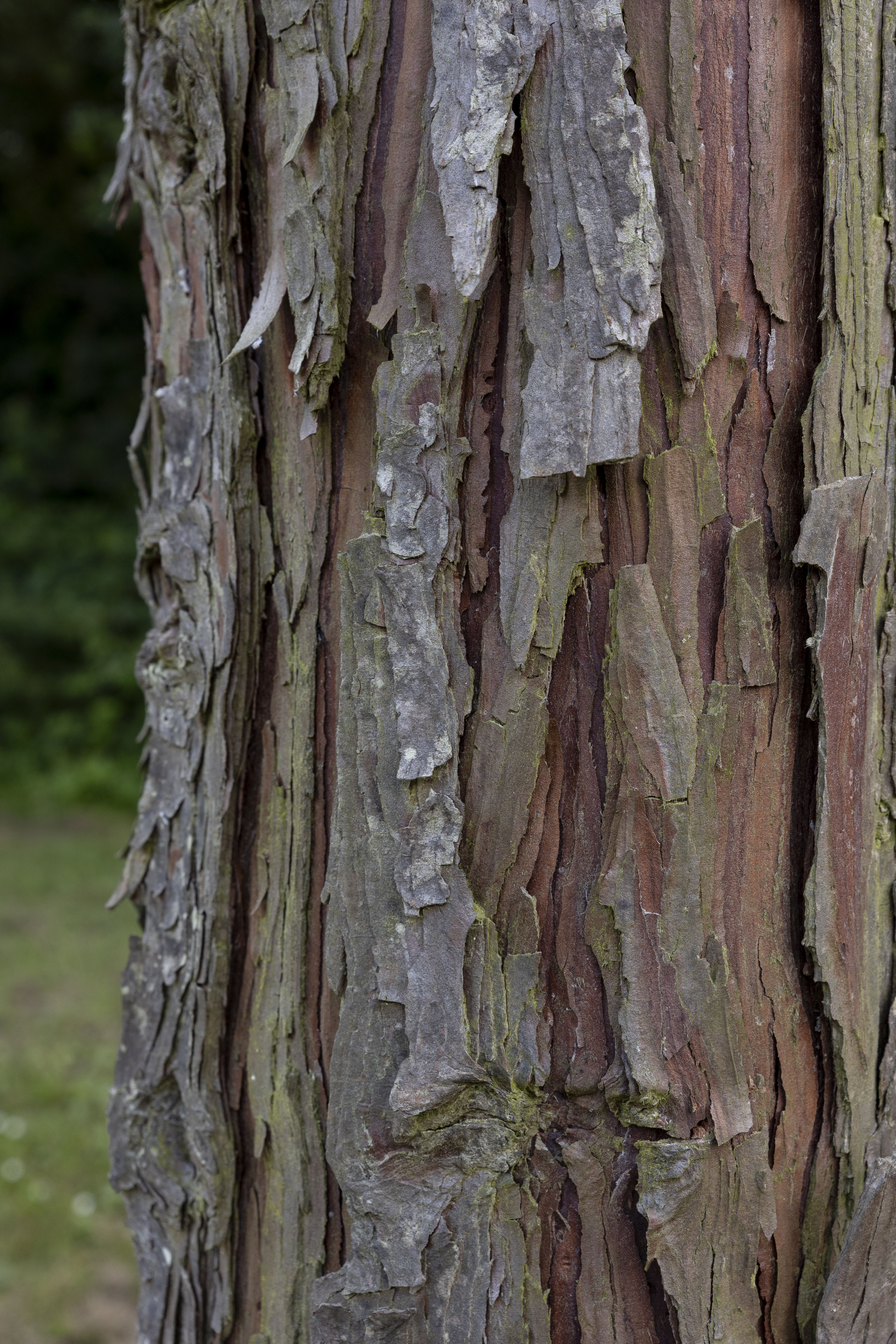 Calocedrus decurrens Unikat