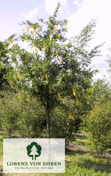 Laburnum watereri 'Vossii'