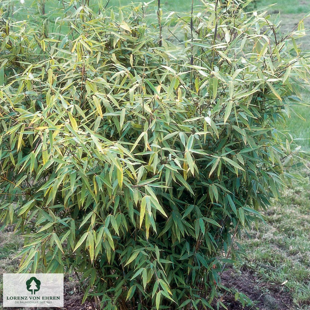Fargesia murielae 'Jumbo'