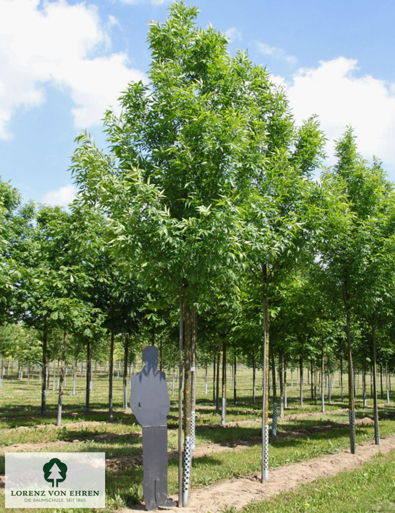 Fraxinus pennsylvanica 'Summit'