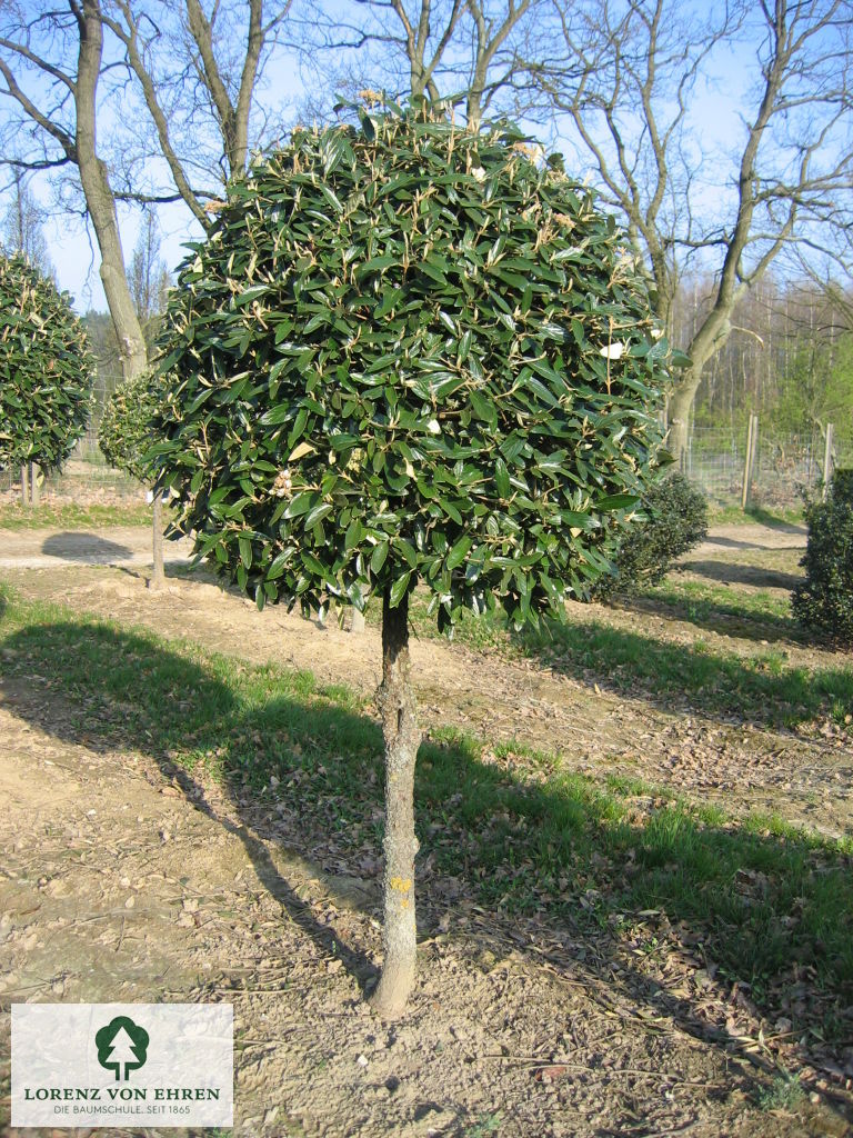 Viburnum 'Pragense'