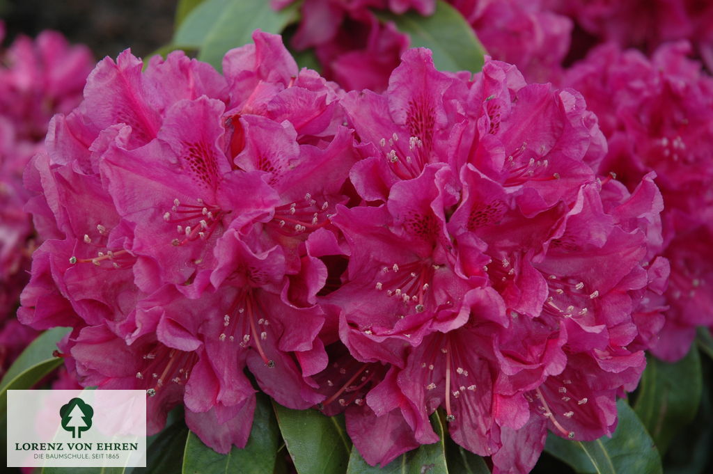 Rhododendron Hybride 'Old Port'