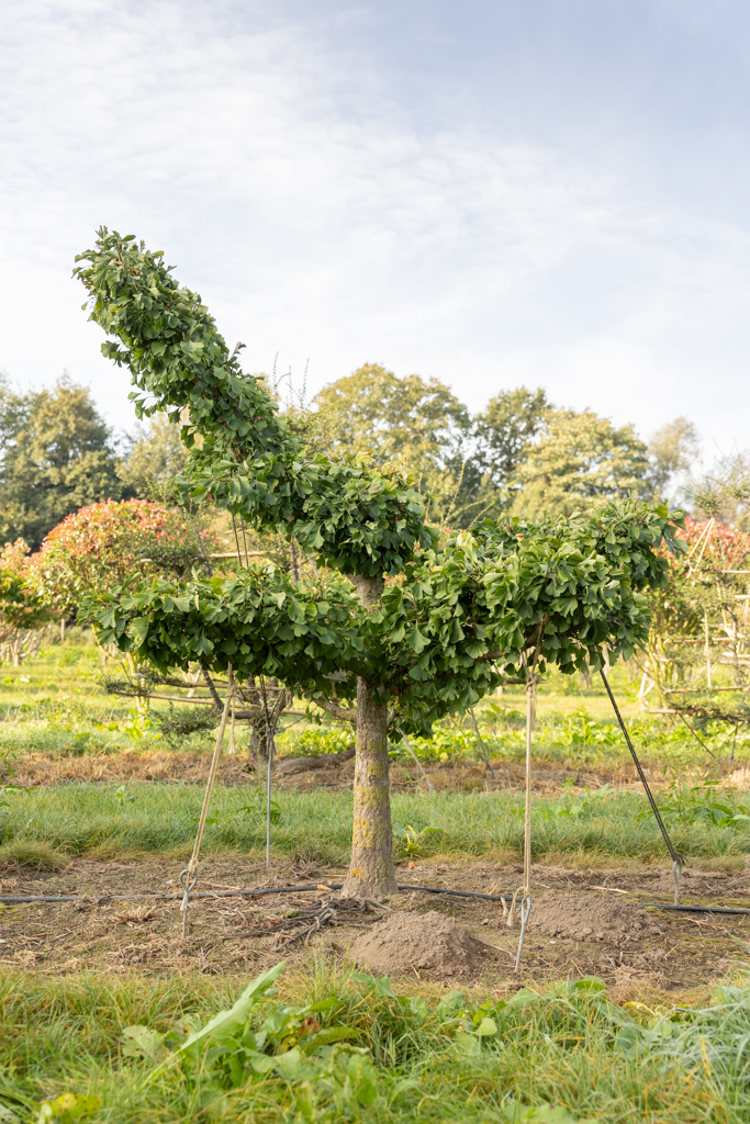 Ginkgo biloba Bonsai