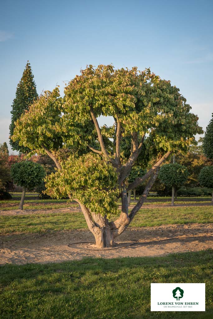 Parrotia persica