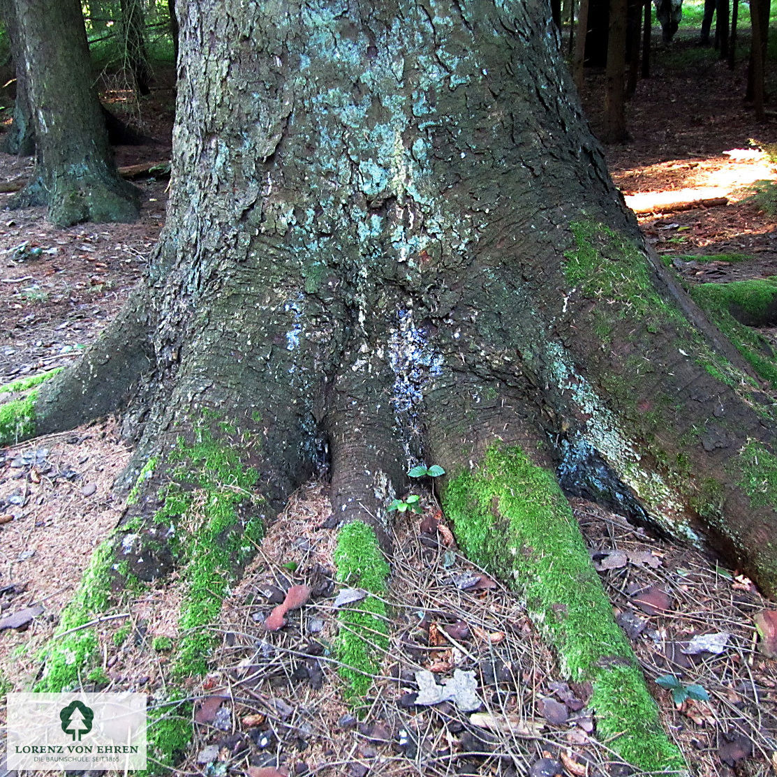 Picea sitchensis