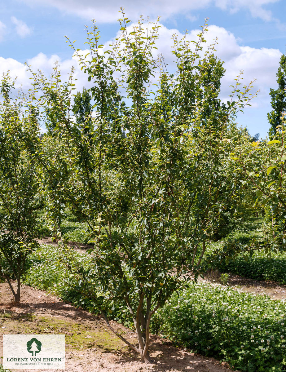 Malus 'Beverly'