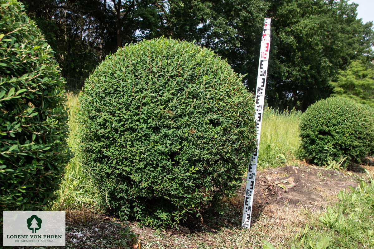 Spiraea nipponica 'Snowmound'