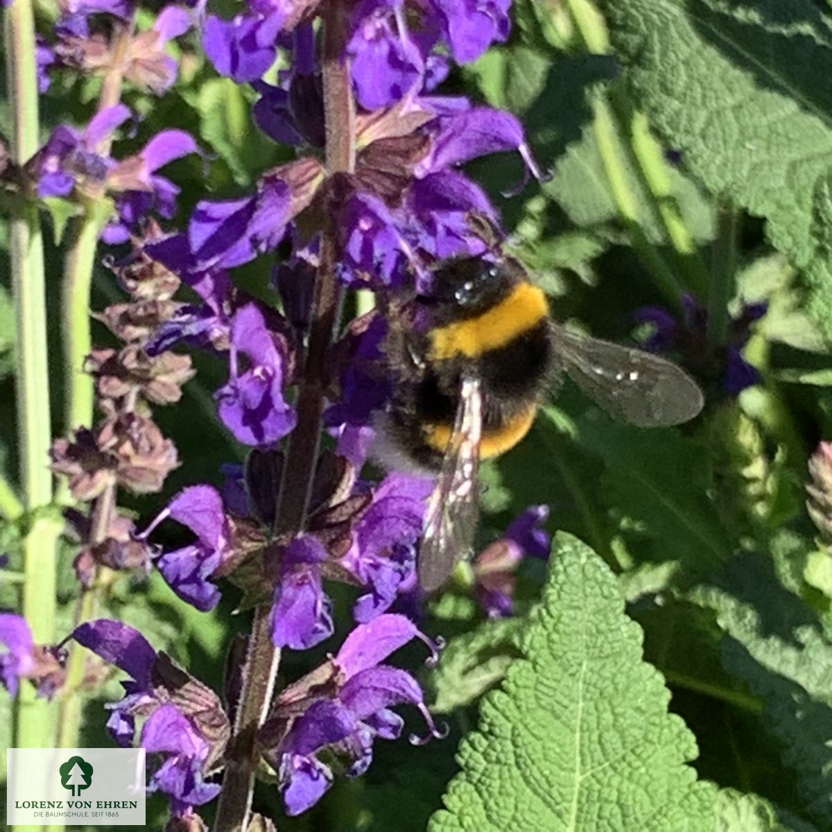 Salvia nemorosa 'Mainacht'