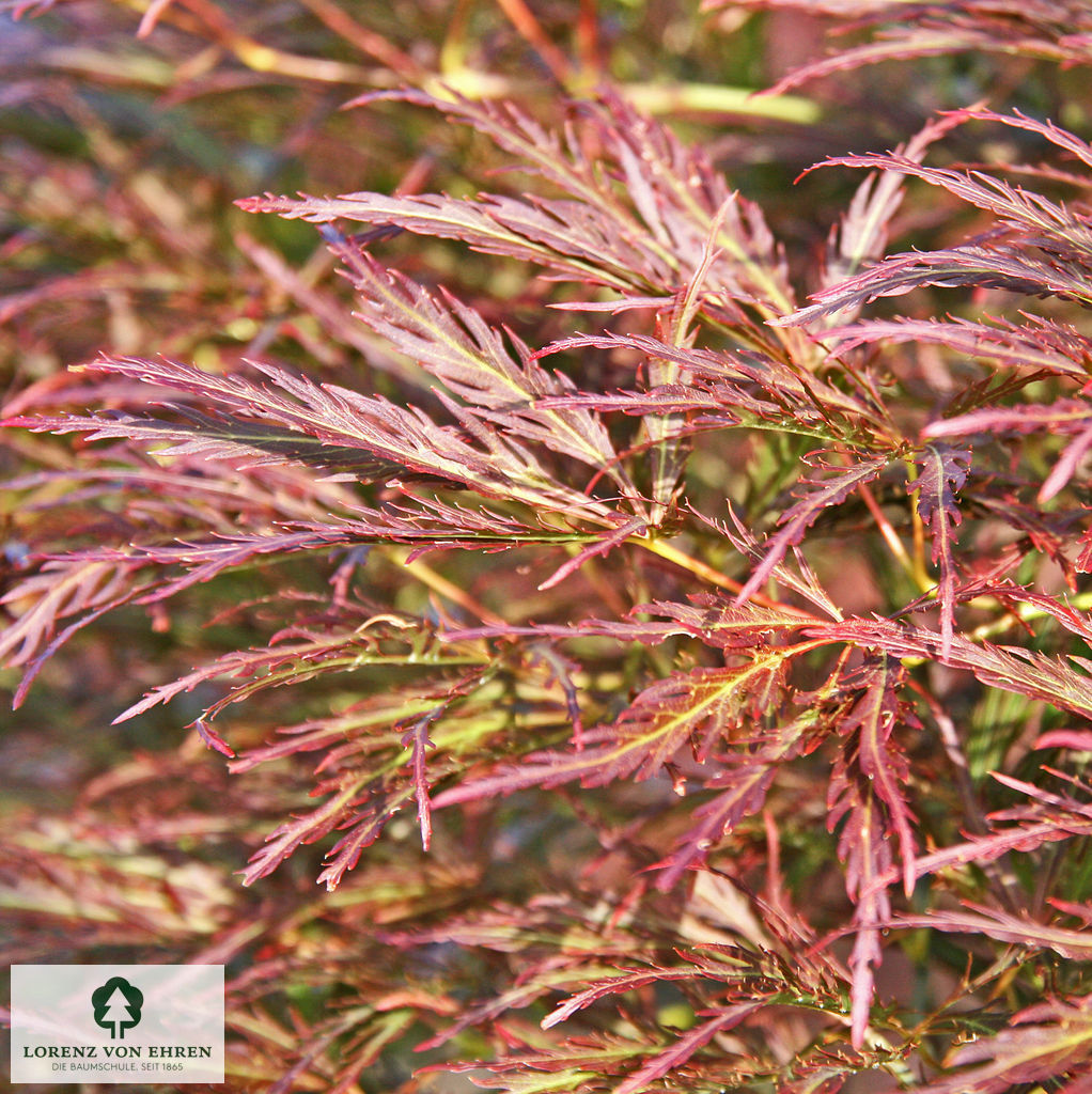 Acer palmatum 'Dissectum Atropurpureum'