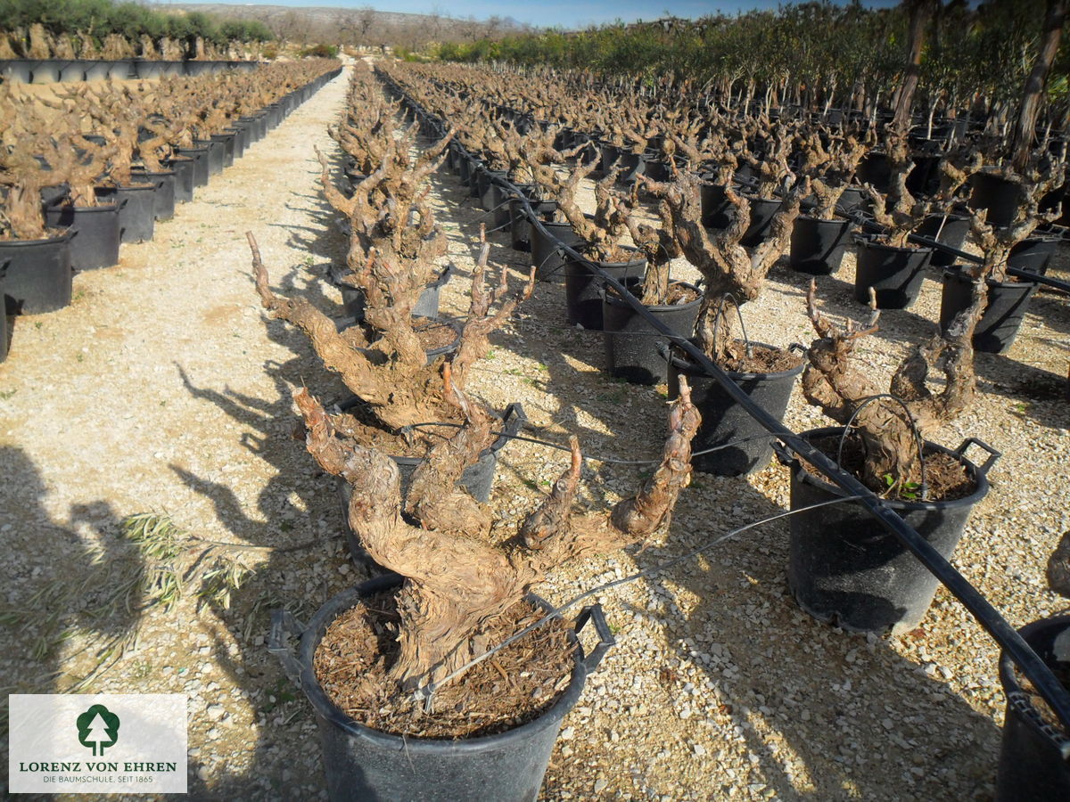 Vitis 'Regent'