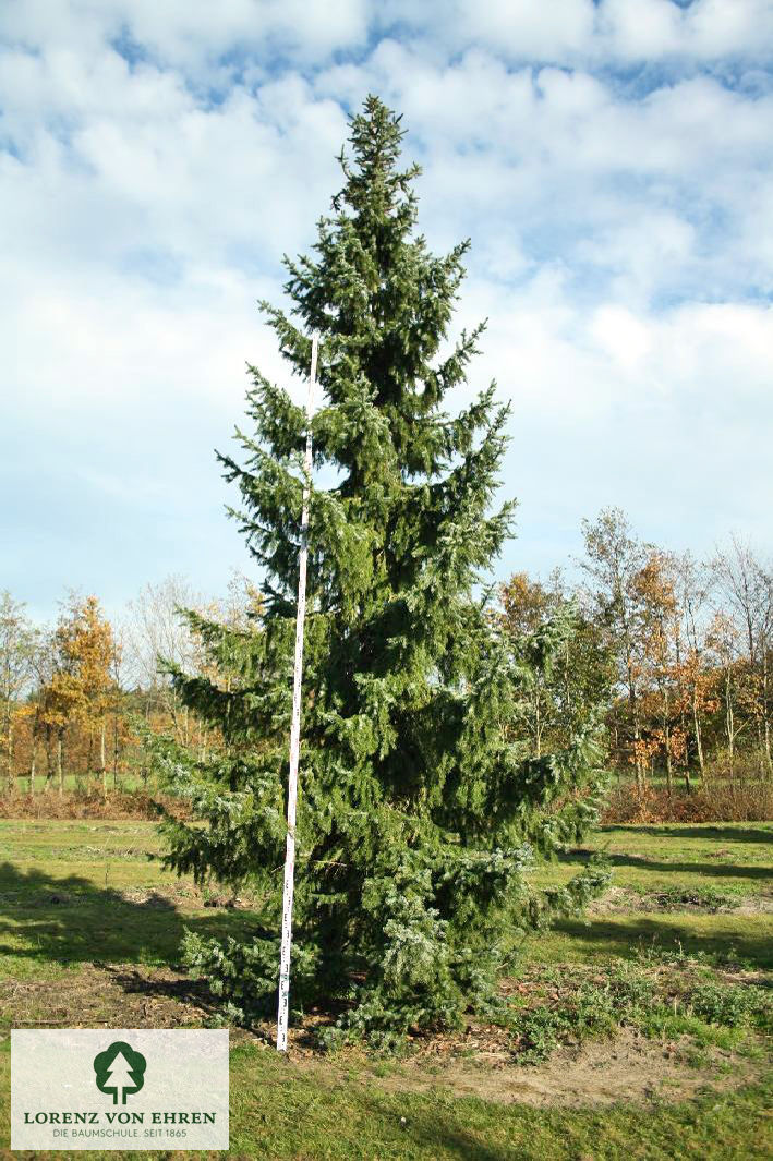 Picea omorika