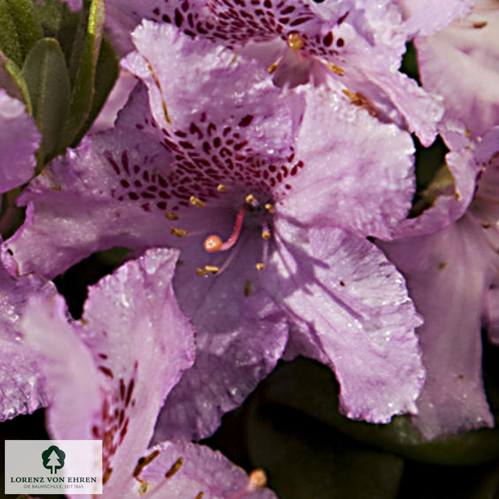 Rhododendron saluenense 'Lavendula'