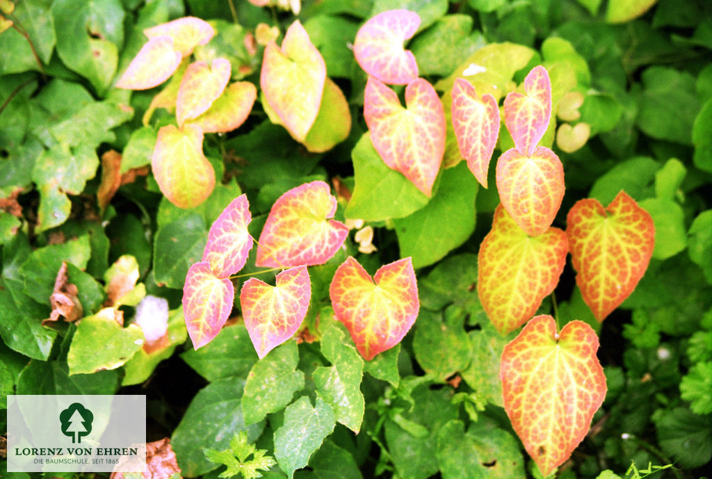 Epimedium perralchicum 'Frohnleiten'