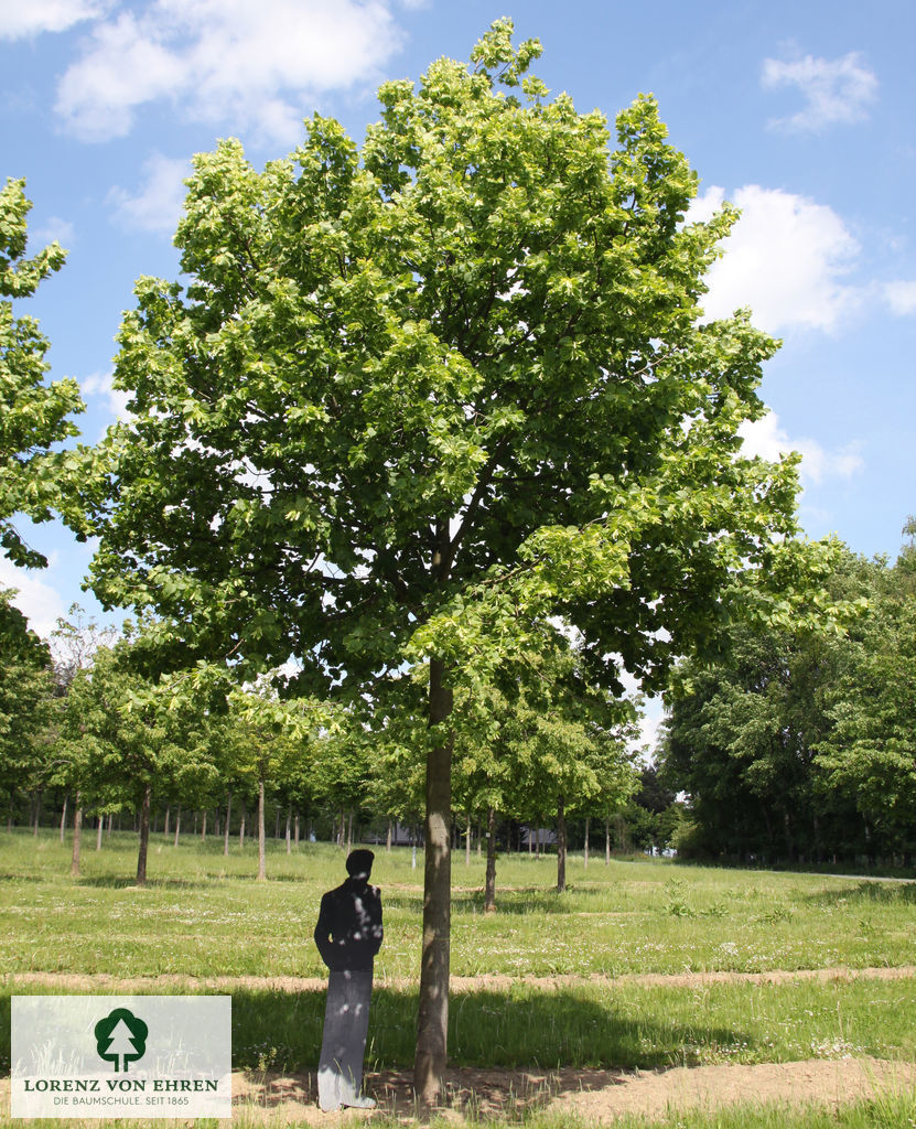 Fraxinus ornus