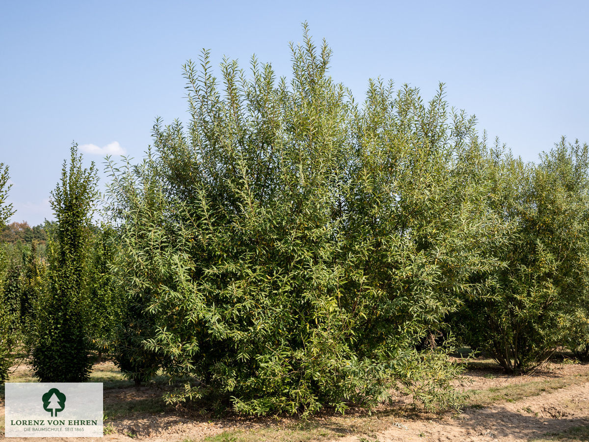 Salix cinerea