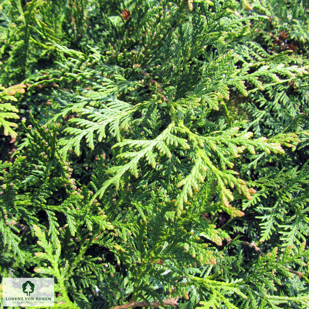 Thuja occidentalis 'Woodwardii'