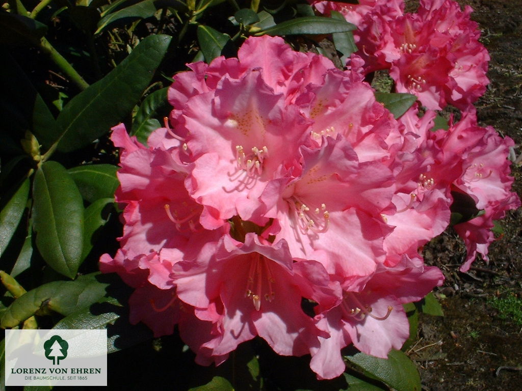 Rhododendron yakushimanum 'Kalinka'