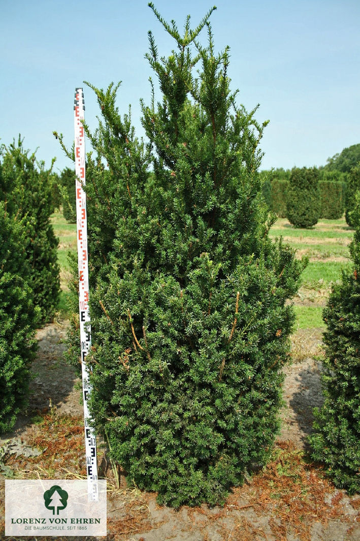 Taxus media 'Hillii'