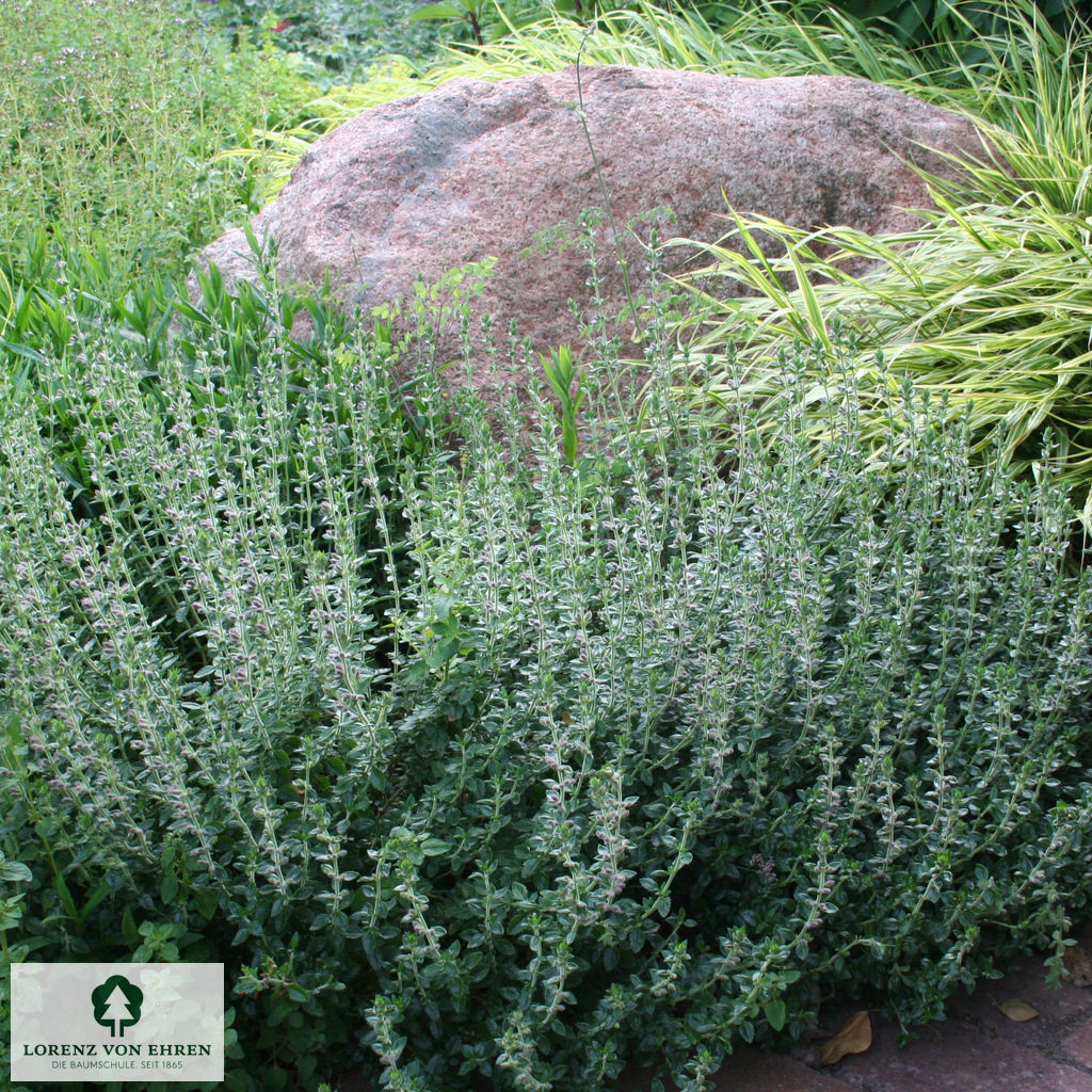 Teucrium lucidrys