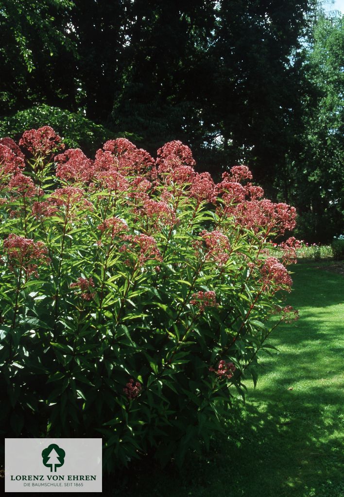 Eupatorium fistulosum 'Atropurpureum'