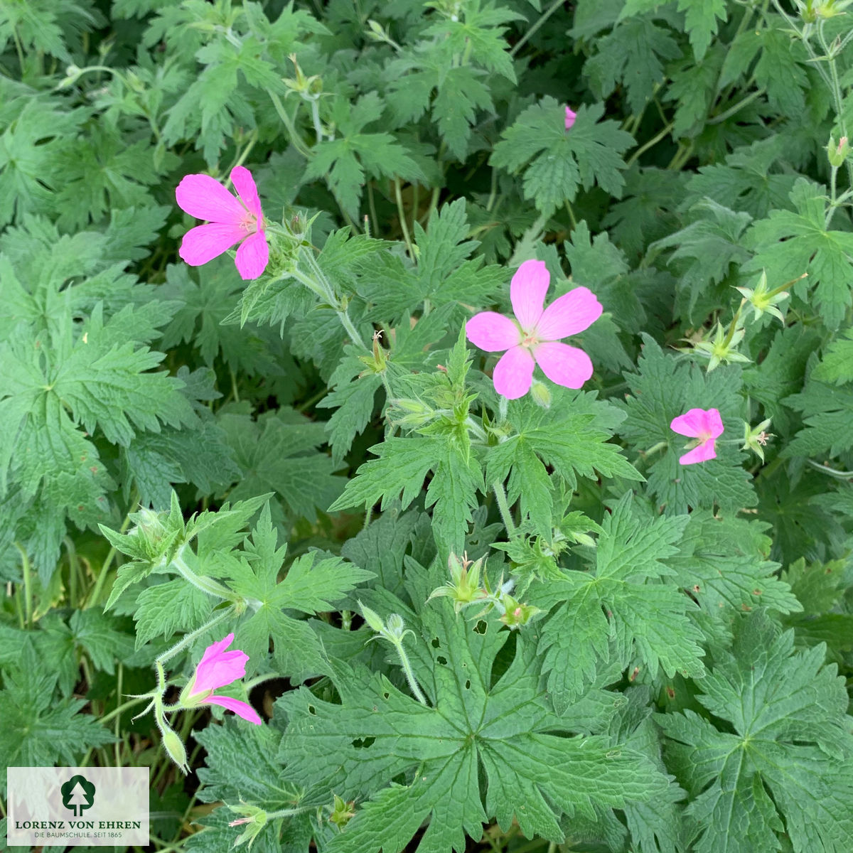 Geranium endressii