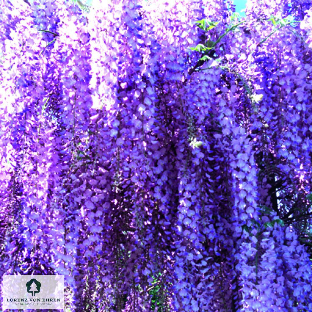 Wisteria floribunda