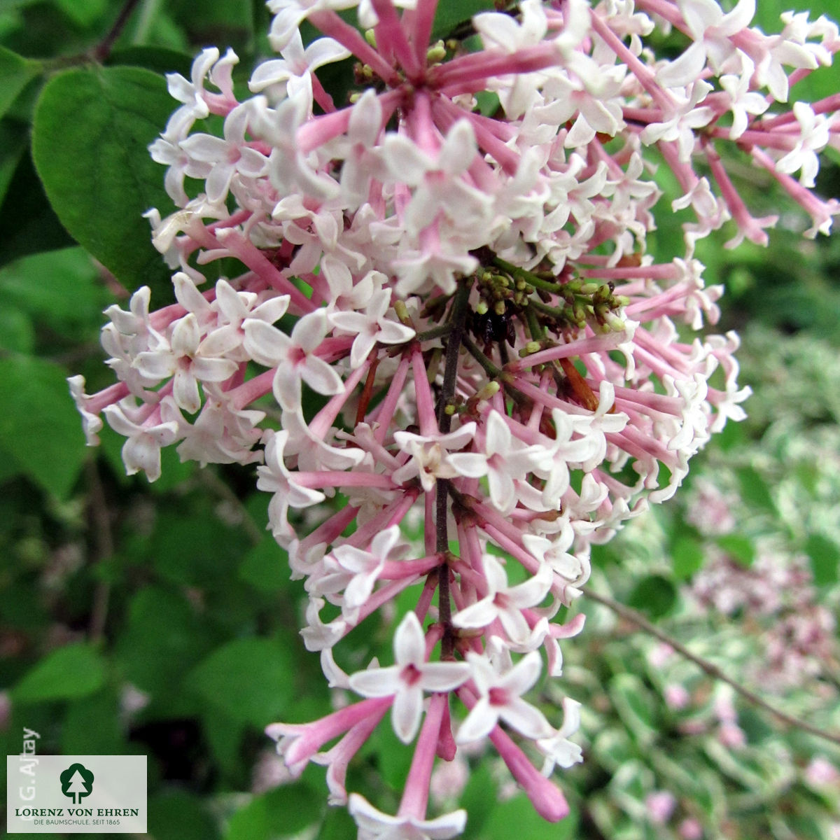 Syringa microphylla 'Superba'