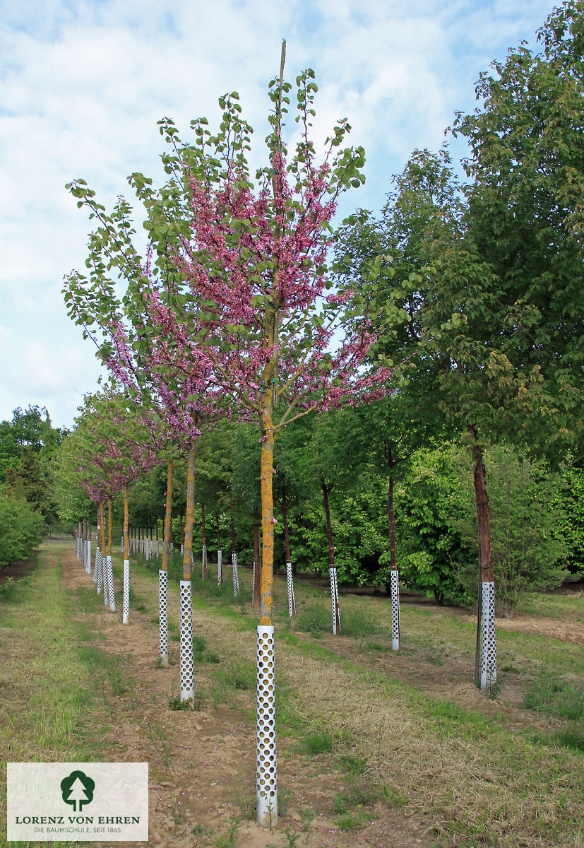 Cercis siliquastrum