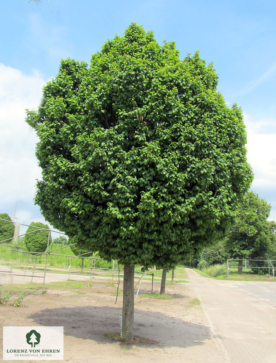 Carpinus betulus 'Columnaris'