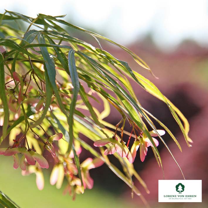 Acer palmatum 'Scolopendrifolium'