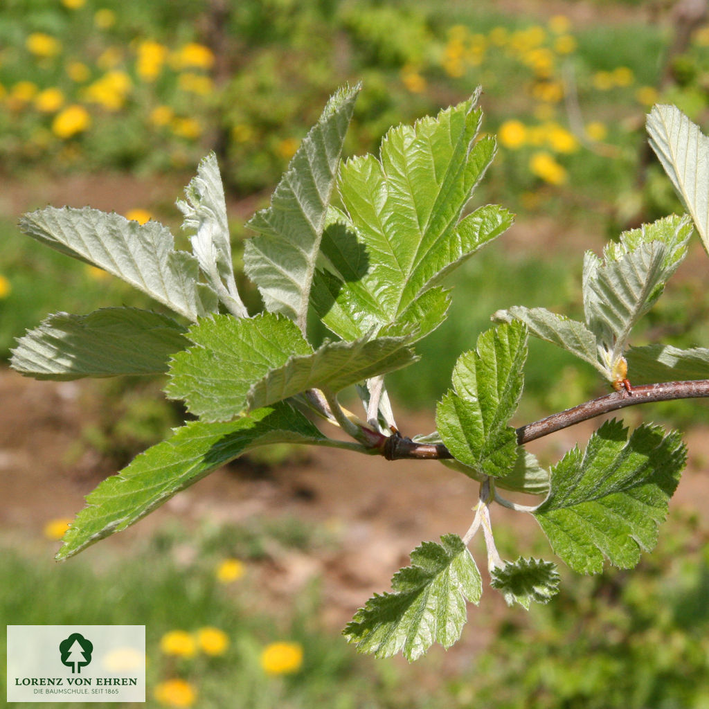 Sorbus intermedia