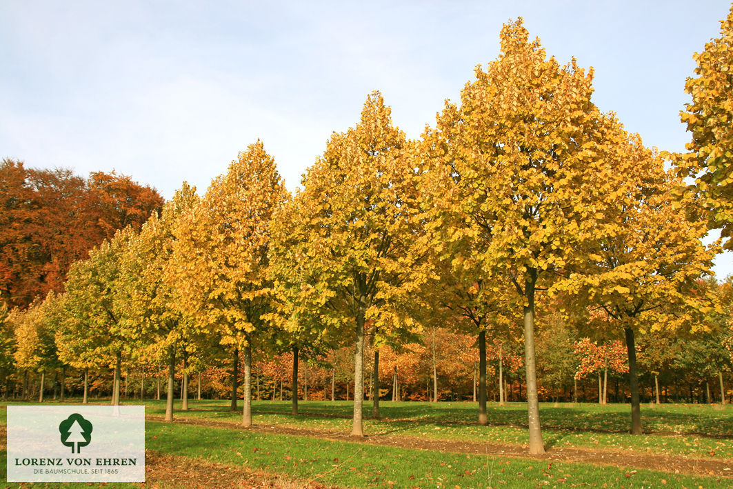 Tilia tomentosa 'Brabant'